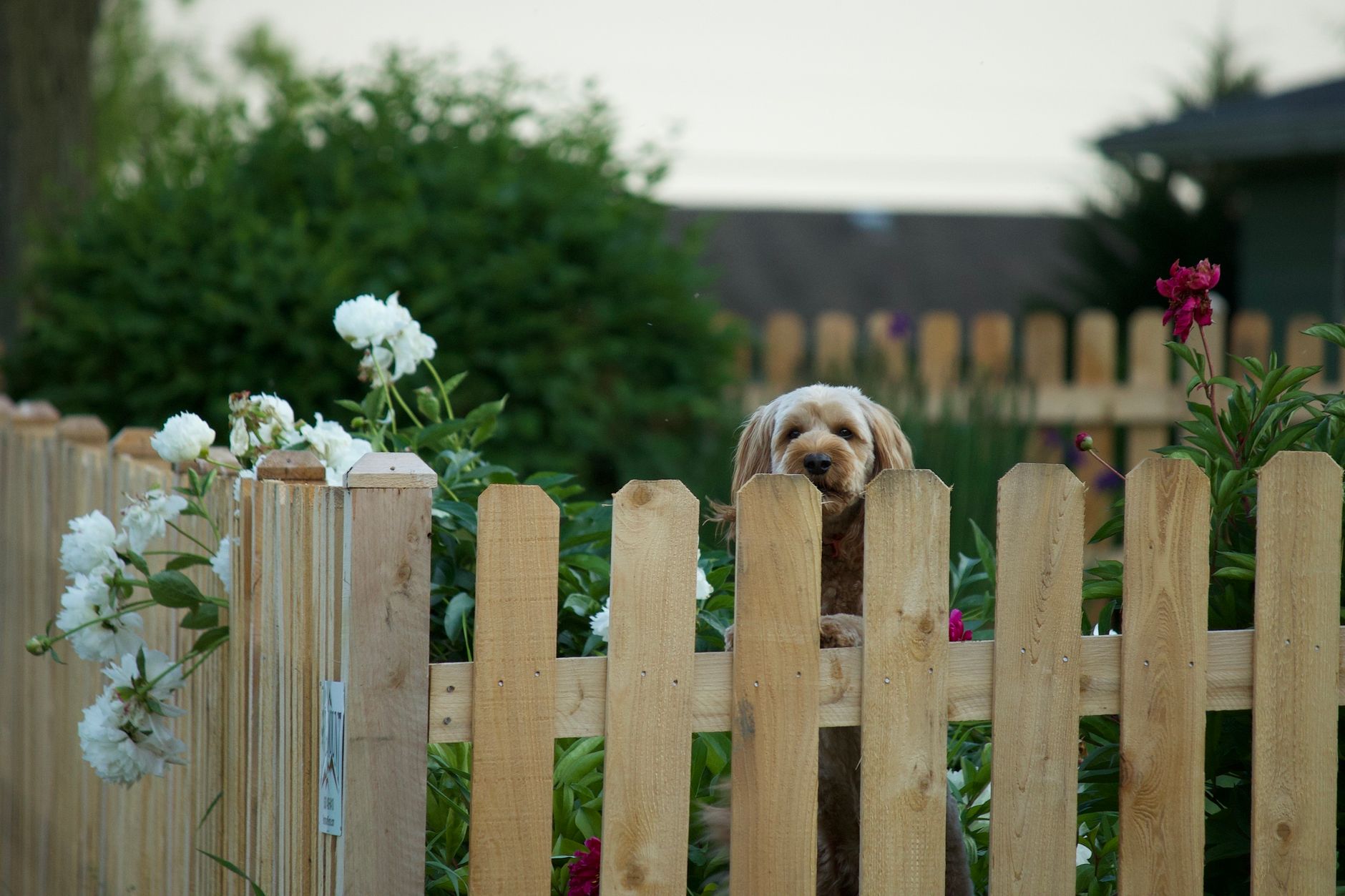 Dog looking over a wooden picket fence in a backyard